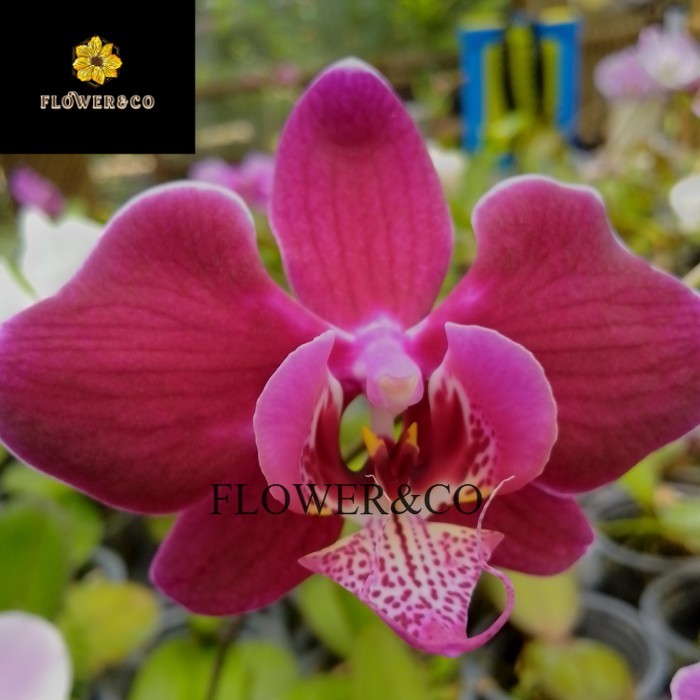 anggrek bulan remaja bibit hybrid anggrek murah bibit taiwan