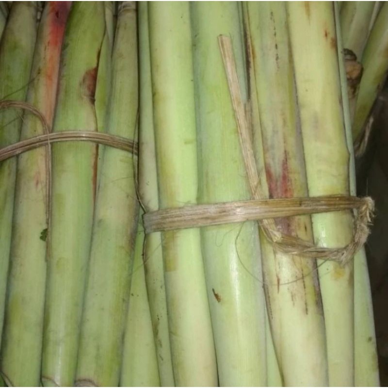 

Telur tebu Turubuk fresh sayuran langka
