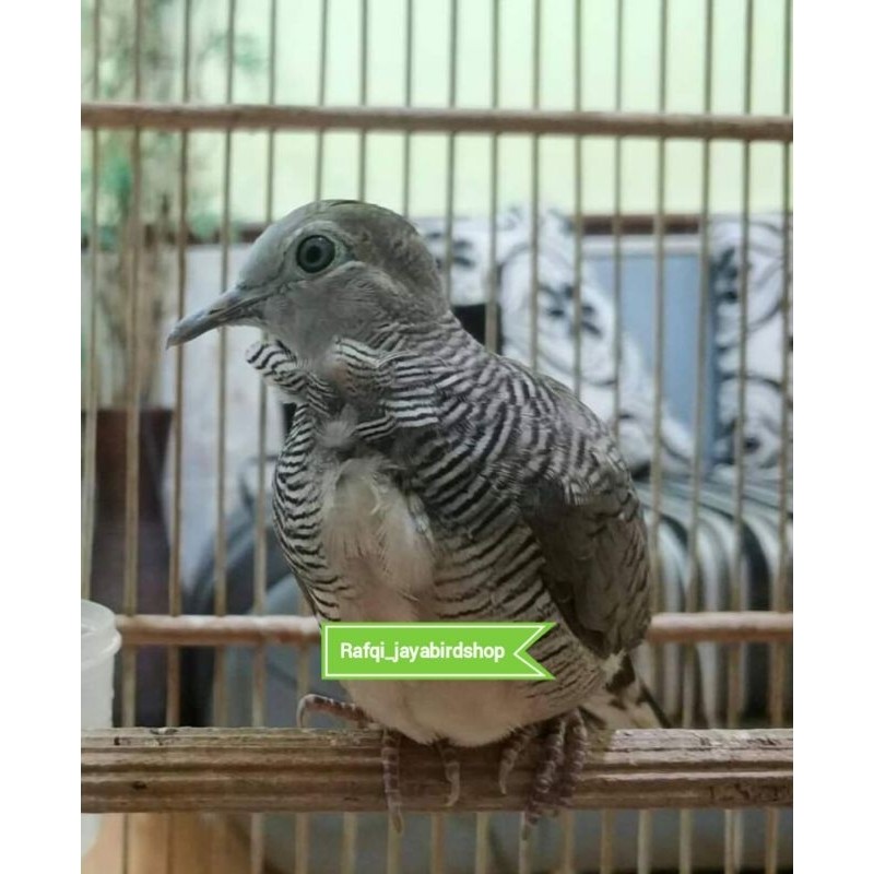 PERKUTUT KATURANGGAN KOLOCOKRO MULUS