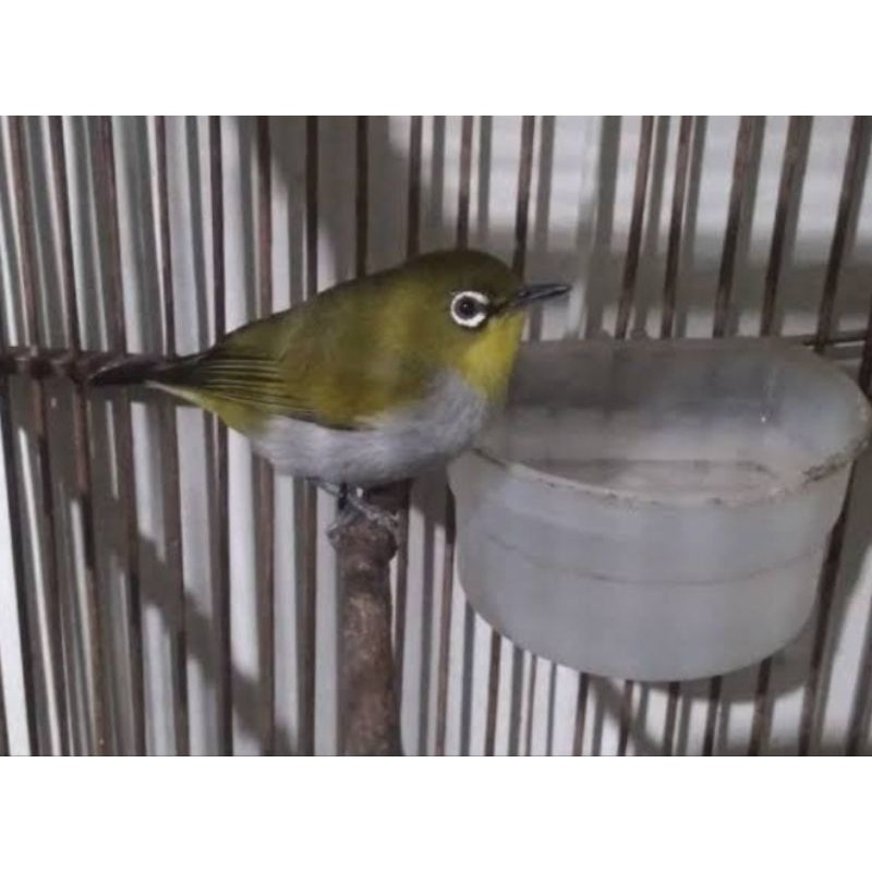 PLECI BUSTOMI BETINA