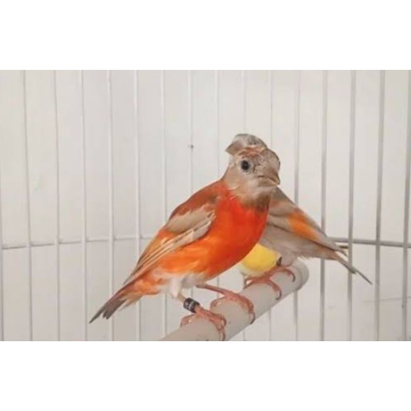 BURUNG REDSISKIN DOBLE DILUTE SEPASANG / SATUAN