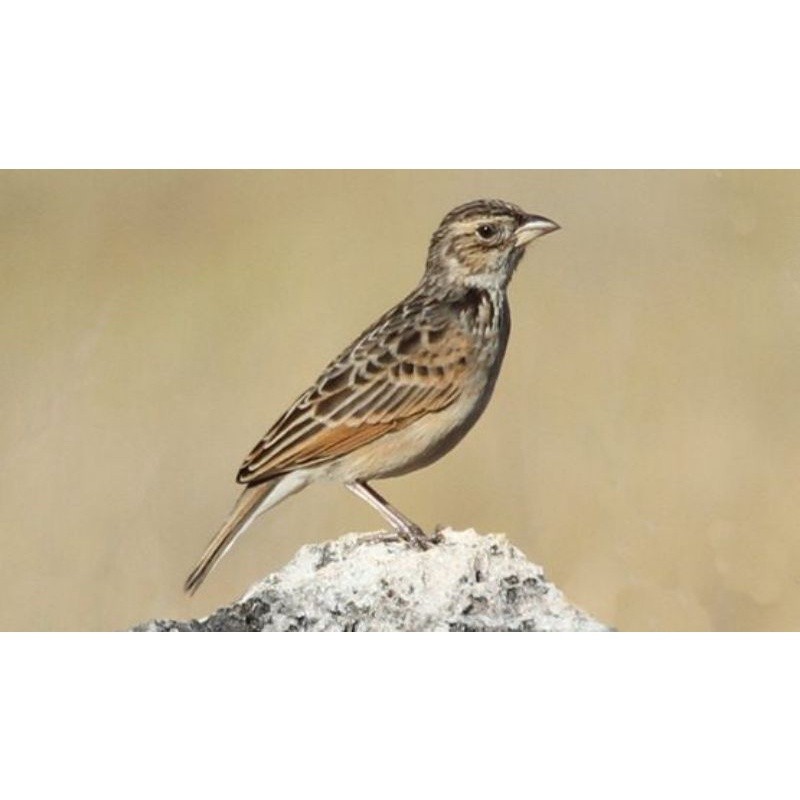 burung branjangan parva pilihan jantan