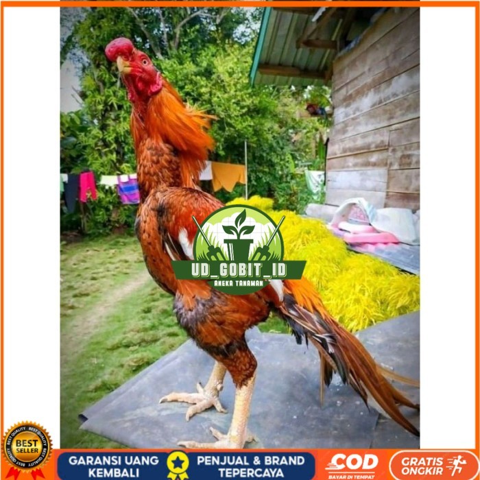 

TELUR ASEL PUKUL LARI INDUK JUARA.. PROMO original berkualitas UD_GOBIT_ID