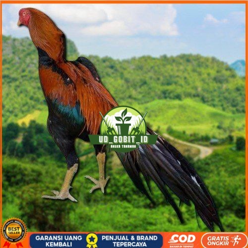 

telur ayam ekor lidi original bisa untuk di tetaskan ori UD_GOBIT_ID