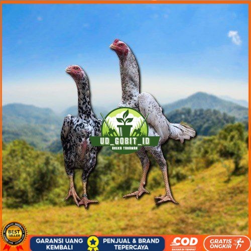 

telur tetas ayam shamo besar UD_GOBIT_ID
