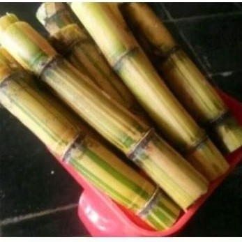 

Tebu kuning Asli . bisa untuk di konsumsi langsung bisa untuk bibit