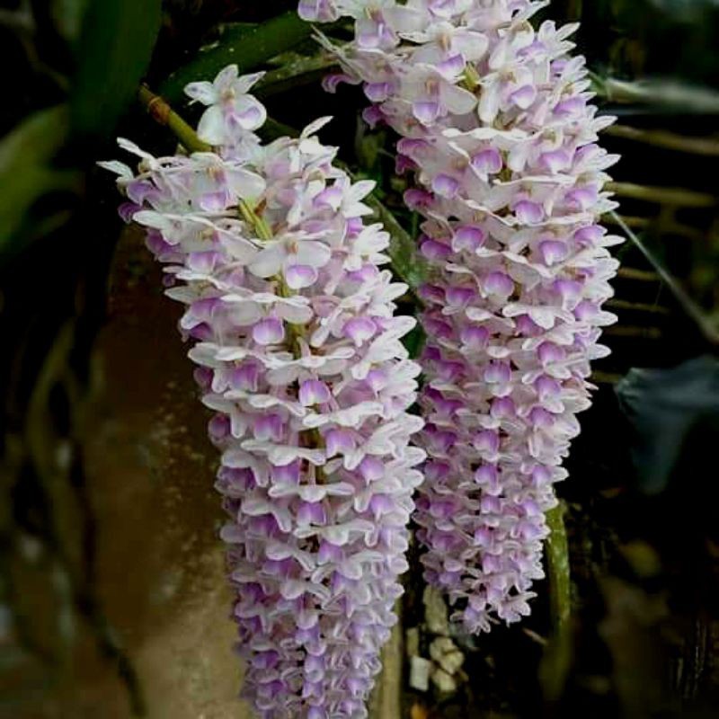 anggrek ekor tupai dewasa