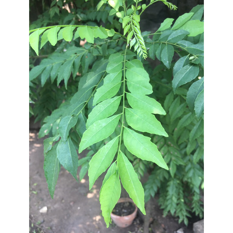 

Daun Kari Koja Segar