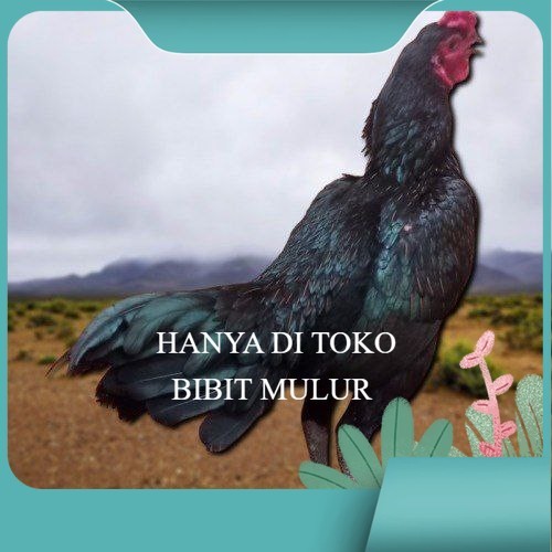 

3 BIJI TELUR PAMA PUKUL STROM promo keras berkualitas unggul