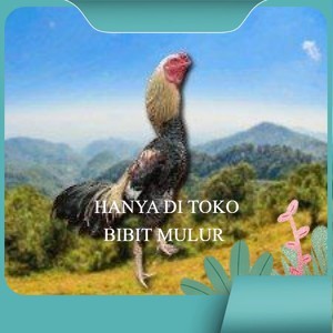

telur ayam Shamo Japanese (Telur fertil)