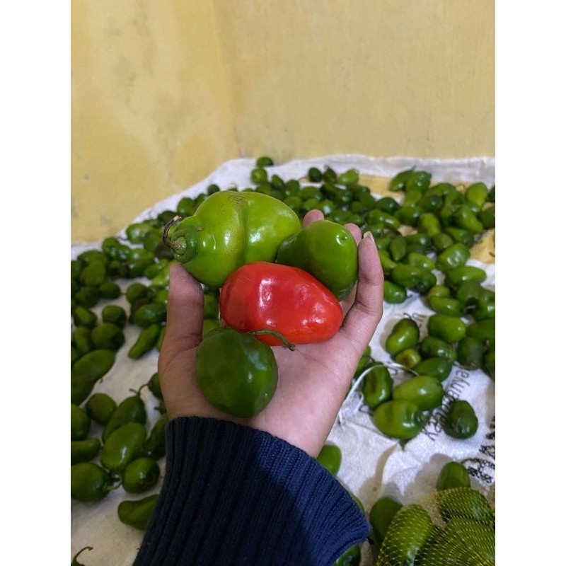 

Viral terbaru Cabe Gendot Dieng Hijau Mix Merah Segar Pedas Extra Baru Petik Kebun