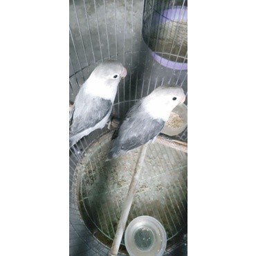 lovebird biola move sepasang