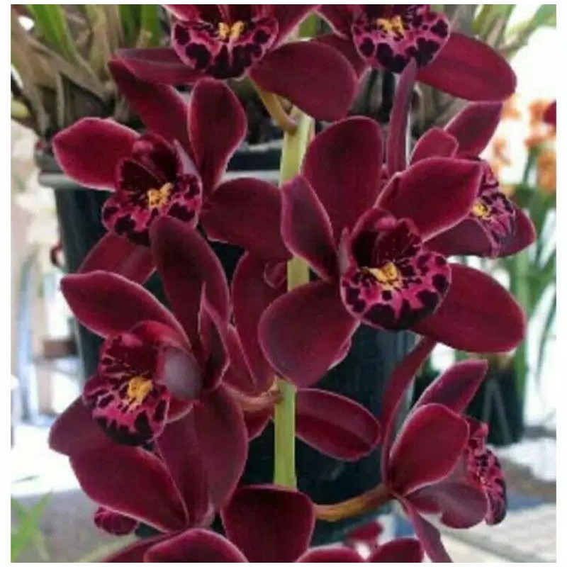 (BISA COD) Tanaman hias anggrek tanah cymbidium tanaman hidup Dark red