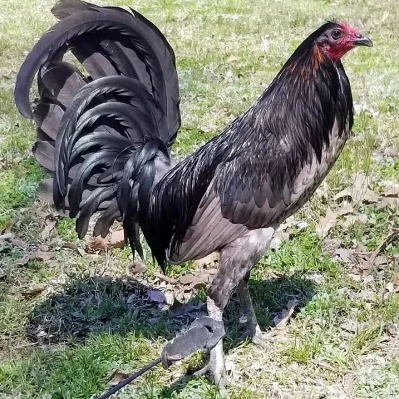 

telur ayam pisau ak 37 paket 4 butir/ bostom