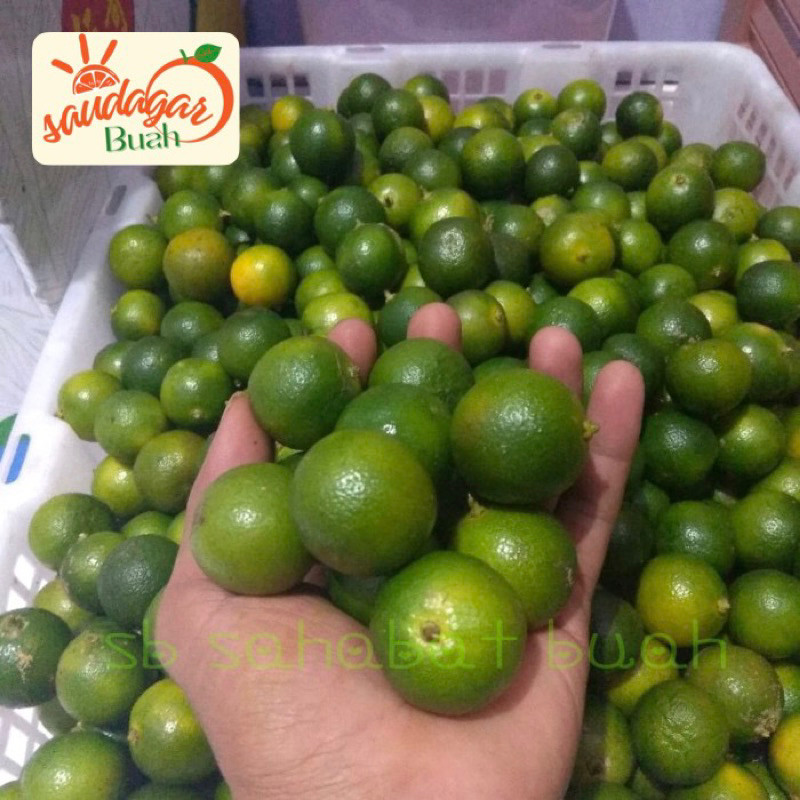 

UD BUAH 3 SAUDARA BUAH JERUK SONKIT / JERUK KUNCI / LEMON CUI 1KG