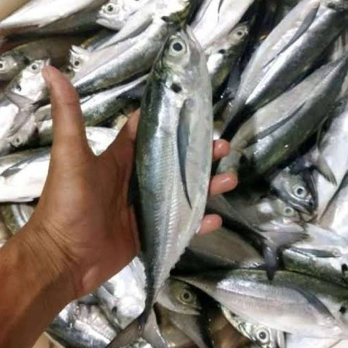 

Ikan Tengkek Cakalang Segar Fresh - 1 Kilogram