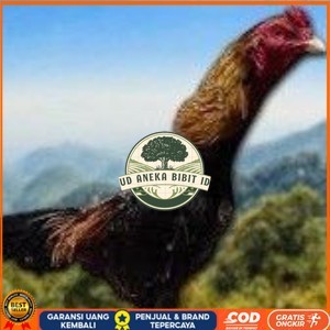 

telur ayam Shamo Jpn-eropa(Terlaris) UD ANEKA BIBIT ID