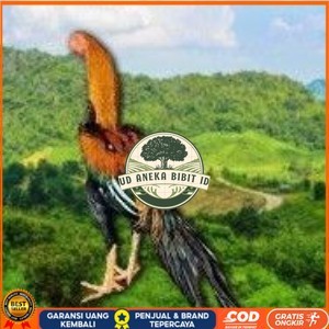 

telur ayam ekor lidi original bisa untuk di tetaskan terlaris UD ANEKA BIBIT ID