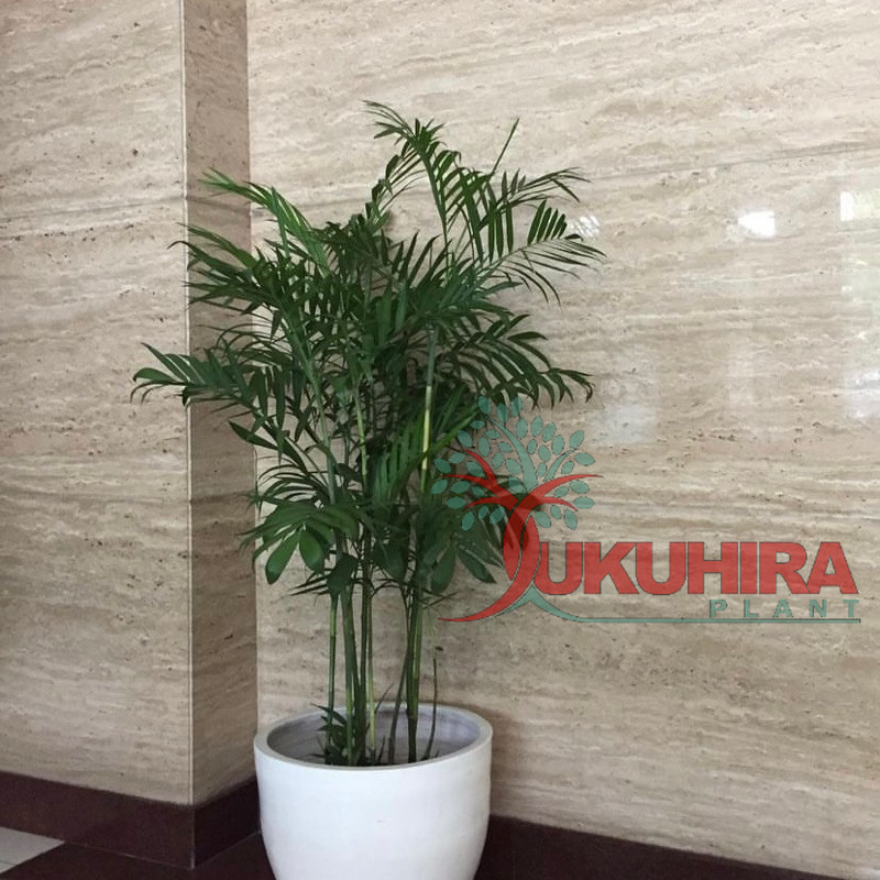 Tanaman hias palem komodoria - palem komodoria - bibit pohon palem