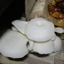 

Jamur Tiram Segar Kirim Instant 100gr