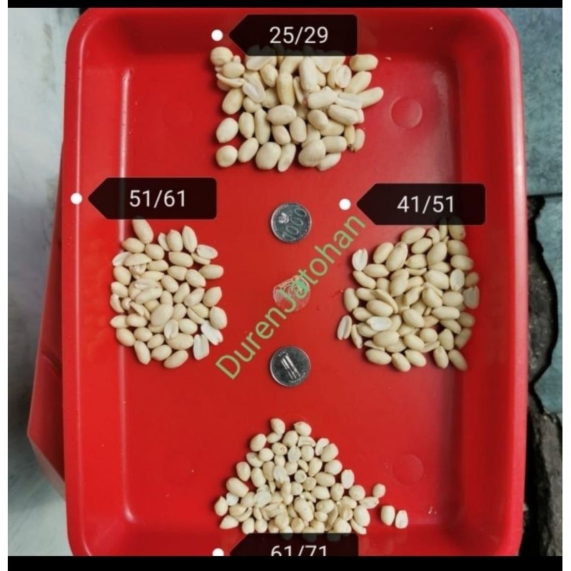

kacang tanah kupas mentah 41/51 , 51/61 , 61/71 , 25/29 berat 12.5 kg ( 1/2 Dus )