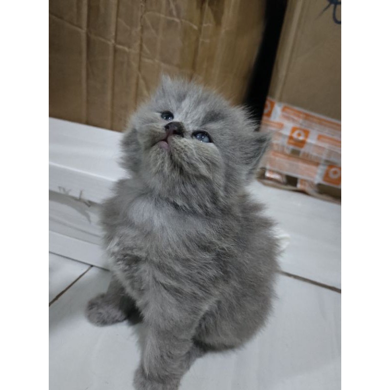Kucing Persia BSH kitten hitam