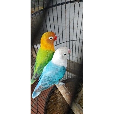 lovebird biola green x biola blue ( jantan - betina )