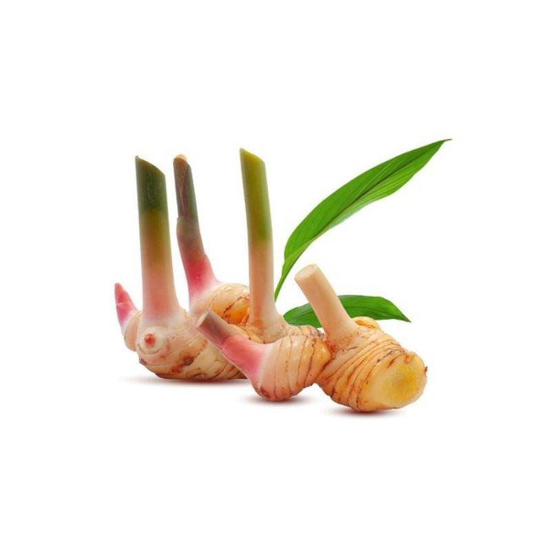 

Sedia Readyy Umbi lengkuas basah segar 100gram laja gowah atau jahe alas hutan