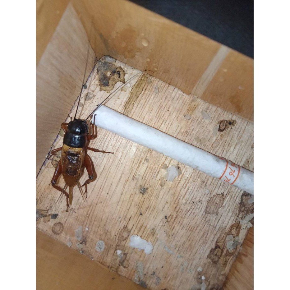 Jangkrik Kalung Aduan size BIG | Jangkrik Ngerik Jaliteng Masteran biges