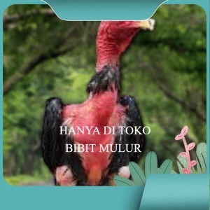 

TELUR RAJA SAIGON FRESH FERTIL