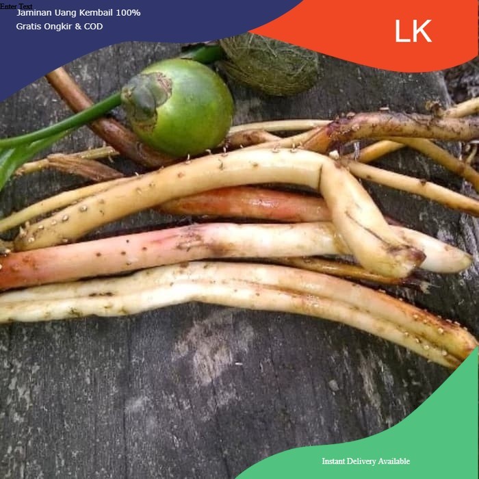 

Promo COD Akar Pinang Muda Segar 1kg COD