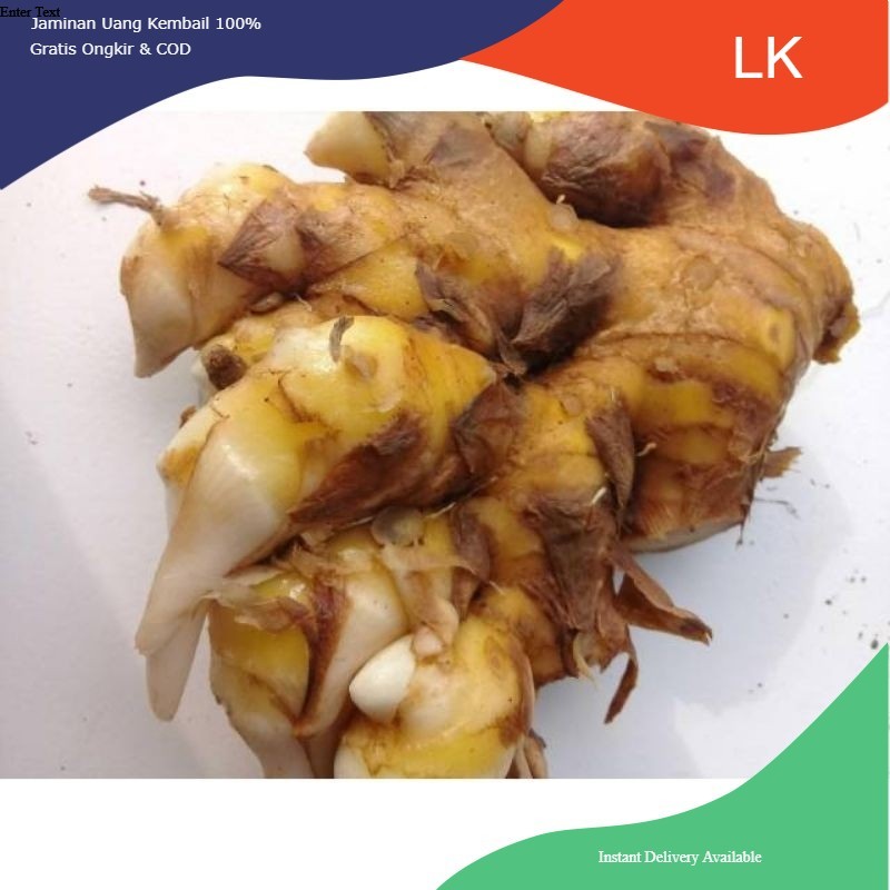 

New Promo Umbi bangle basah 1kg panglai atau bengle COD