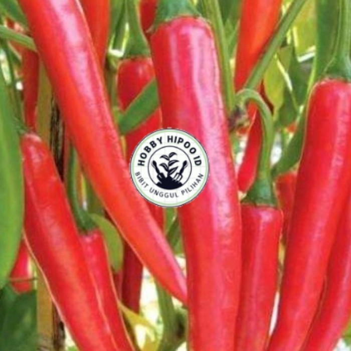10 bibit cabai besar super. Hobby Hipoo ID