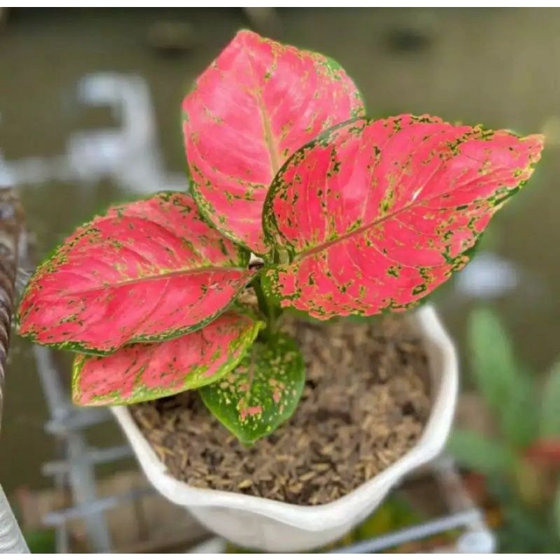 aglonema dudt anjamani/aglonema murah dudt anjamani