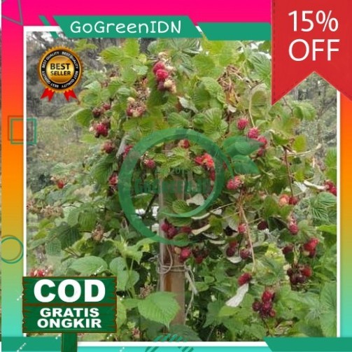 Bibit Tanaman Buah Raspberry/arbei