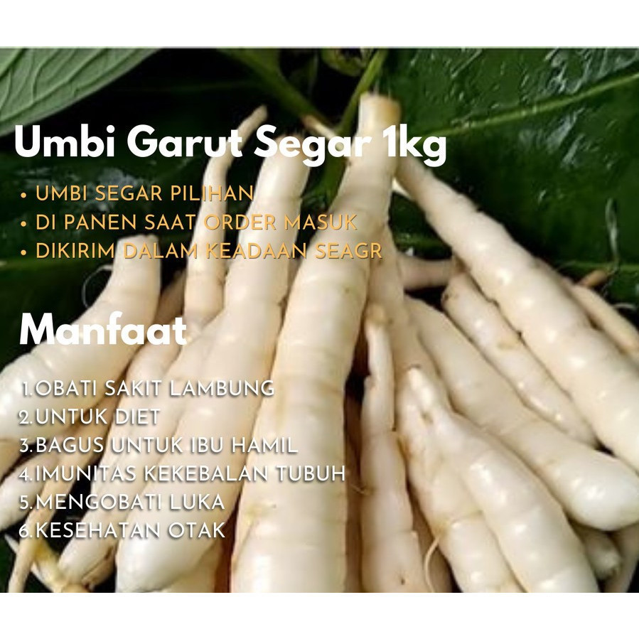 

promo Umbi Garut Segar 1kg Obat Asam Lambung ready stok