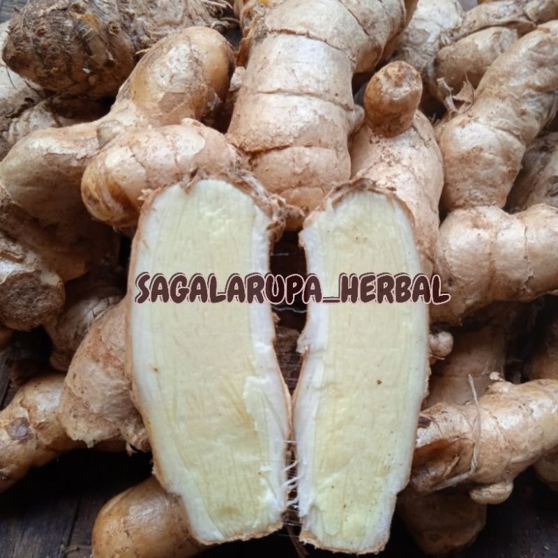 

JUAL KUNYIT PUTIH ASLI PEGUNUNGAN 1 KG BERSIH ready