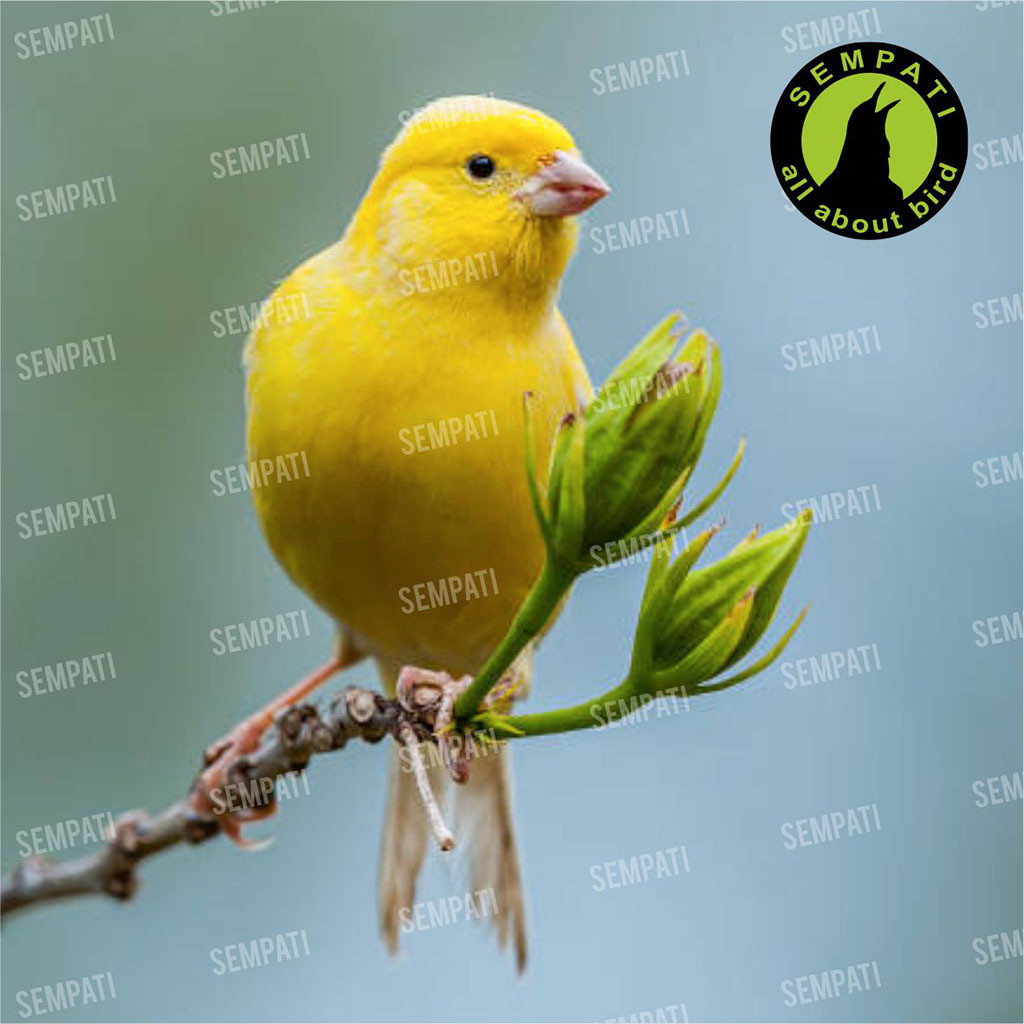 ady78 SEMPATI Nutri Patee Dry Eggfood Extra Fooding Pakan Tambahan Burung Kenari Finch Lovebird Voer