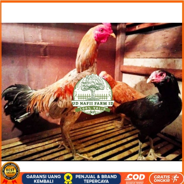 

ayam bulbi tampar tampar telur fertill original berkualitas UD NAFII FARM ID