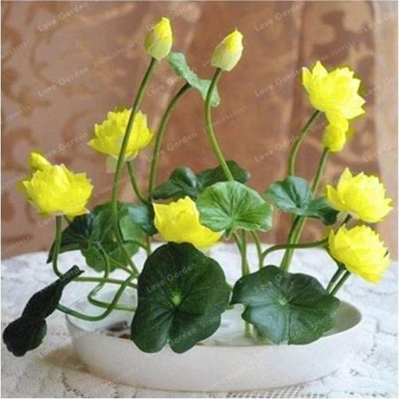 Biji Teratai Jepang Biji Benih Teratai Lotus Mini Biji Bunga Teratai Lotus Varian Warna