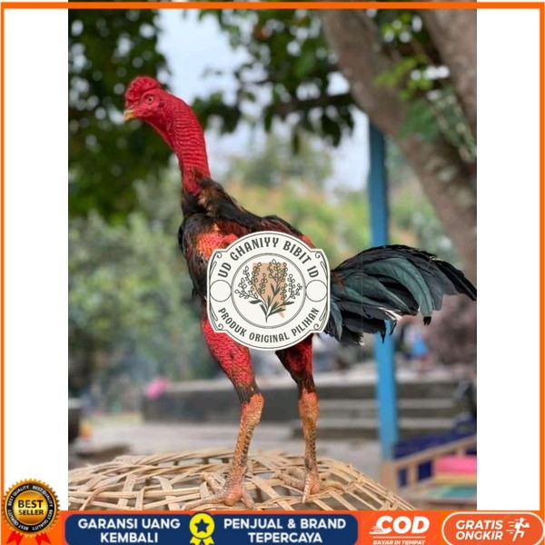 

telur Ayam Ganoi Telur fertil (terlaris) original berkualitas UD GHANIYY BIBIT ID