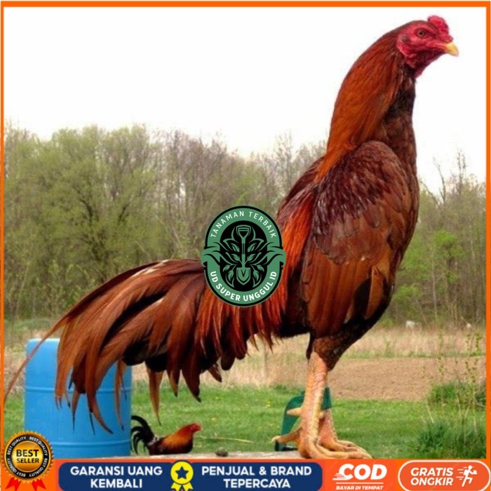 

3 EKOR TELUR BIRMA SUPER PROMO MURAH (COD) original berkualitas UD_SUPER_UNGGUL_ID