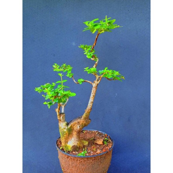 Bonsai wahong gunung sambung sancang orisinal terbaik