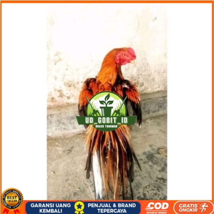 

Telor Ayam Bangkok Ekor Lidi Telur Ayam Hias Fertil hanya untuk ditetaskan - Pejantan 1 UD_GOBIT_ID