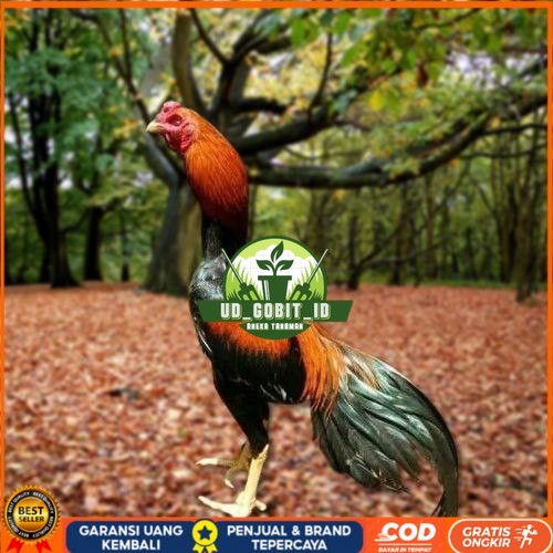 

Telur Ayam Pakhoy Ori Thailand Vertil Siap Di Tetaskan Jaminan Suuper Oiginal Bergaransi UD_GOBIT_ID
