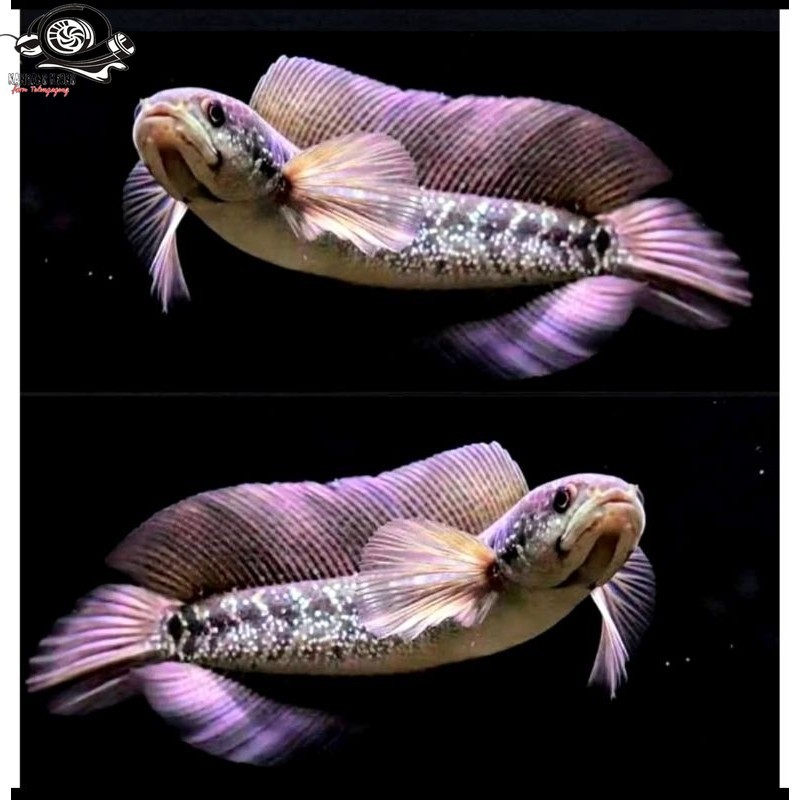 (GARANSI 100%) ASIATICA WHITE STRIPE/WS (4-10CM)