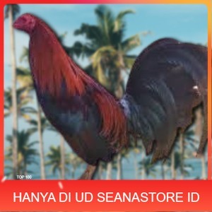 

telur ayam philipin import AK47 bisa untuk di tetaskan UD SEANASTORE ID
