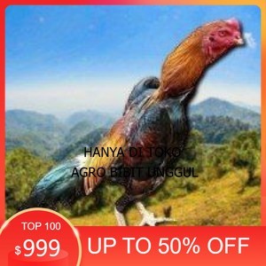 

telur ayam shamo eropa ori bisa untuk di tetaskan super garansi agro.bibit.unggul