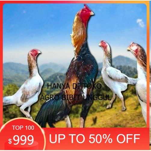 

telur ayam shamo ori super garansi agro.bibit.unggul