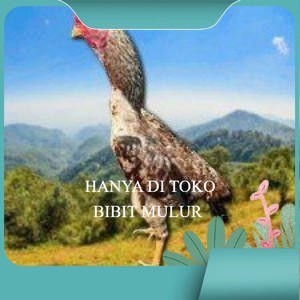 

telur tetas ayam shamo pilihan